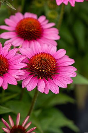 Jeżówka &#39;SunMagic Vintage Pink&#39; Echinacea