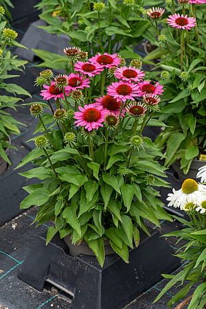 ローズマリー！ 楽天市場】ローズマリー （大型） 8号 白色 セラアート鉢 ハーブ