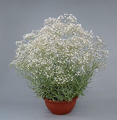 Gipsówka &#39;Festival White&#39; Gypsophilla