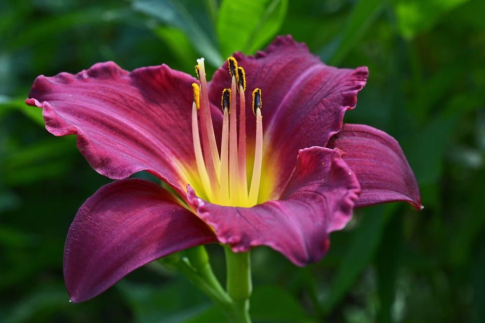 Liliowiec &#39;Night Beacon&#39; Hemerocallis