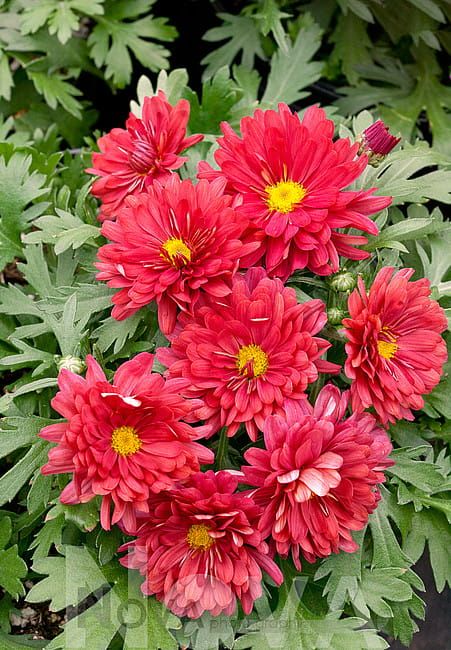 Chryzantema &#39;Duchess of Edinburgh&#39; Chrysanthemum hybrida