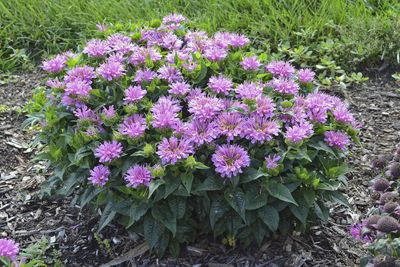 Pysznogłówka &#39;Pardon My Lavender&#39; Monarda hybrida