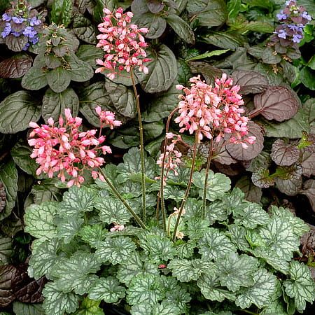 Żurawka &#39;Little Peppermint™ Sweet Tart&#39; Heuchera