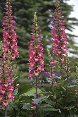 Naparstnica &#39;Rising Phoenix&#39; Digitalis hybrida