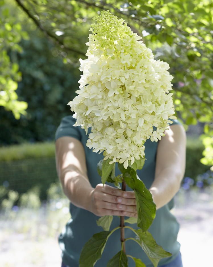 Hortensja bukietowa &#39;Skyfall&#39; Hydrangea paniculata