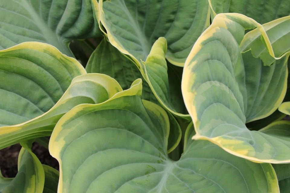 Funkia &#39;Arc de Triomphe&#39; Hosta