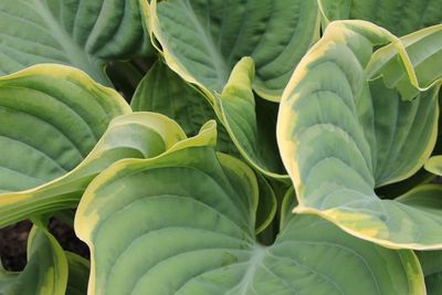 Funkia &#39;Arc de Triomphe&#39; Hosta