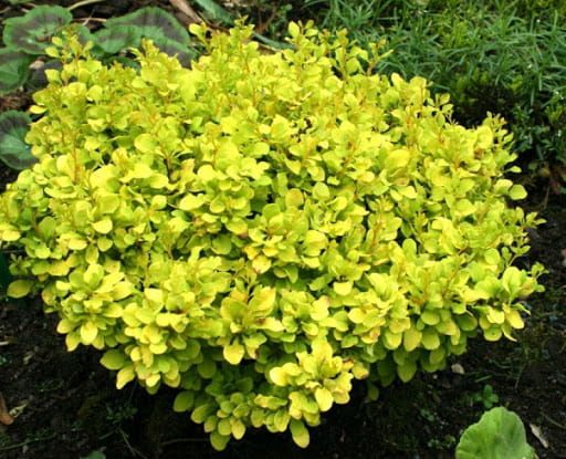 Berberys thunberga &#39;Golden Devine&#39; Berberis thunbergii