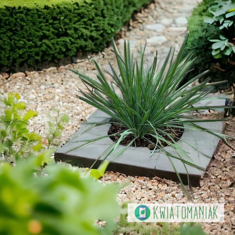 Strzęplica 'Coolio' Koeleria