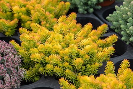 Rozchodnik &#39;Angelina&#39; Sedum rupestre