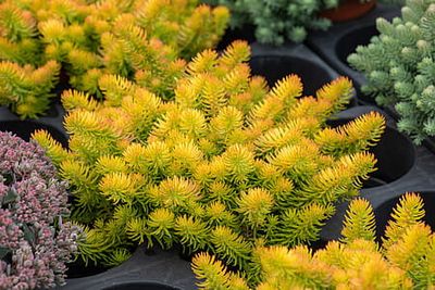 Rozchodnik &#39;Angelina&#39; Sedum rupestre