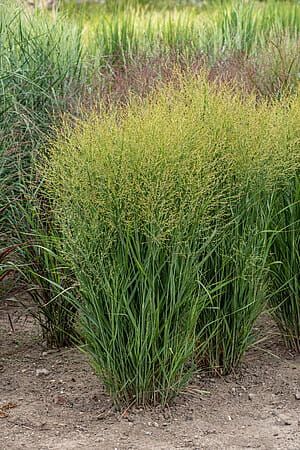 Proso rózgowate &#39;JS® Buffalo Green&#39; Panicum virgatum