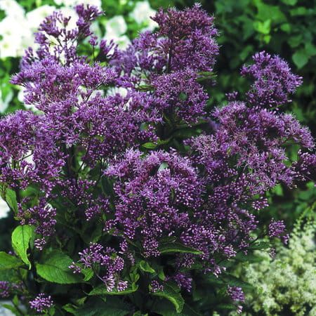Sadziec &#39;Phantom®&#39; Eupatorium maculatum