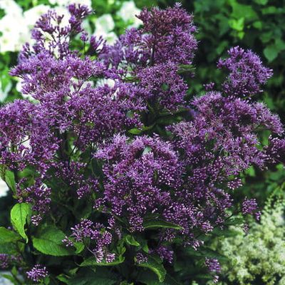 Sadziec &#39;Phantom®&#39; Eupatorium maculatum