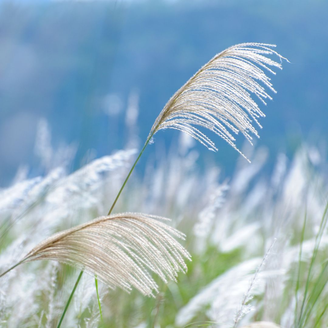 Miskant chiński &#39;Kleine Fontäne&#39; Miscanthus sinensis