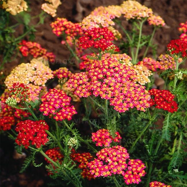 Krwawnik &#39;Paprika&#39; Achillea millefolium