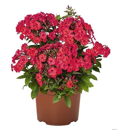 Floks wiechowaty &#39;Flame® Watermelon&#39; Phlox paniculata