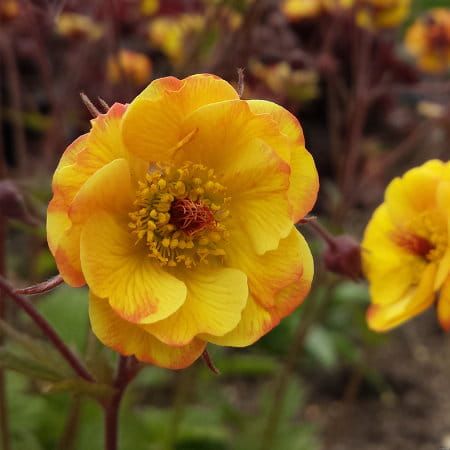 Kuklik &#39;Cocktail Tequila Sunrise&#39; Geum