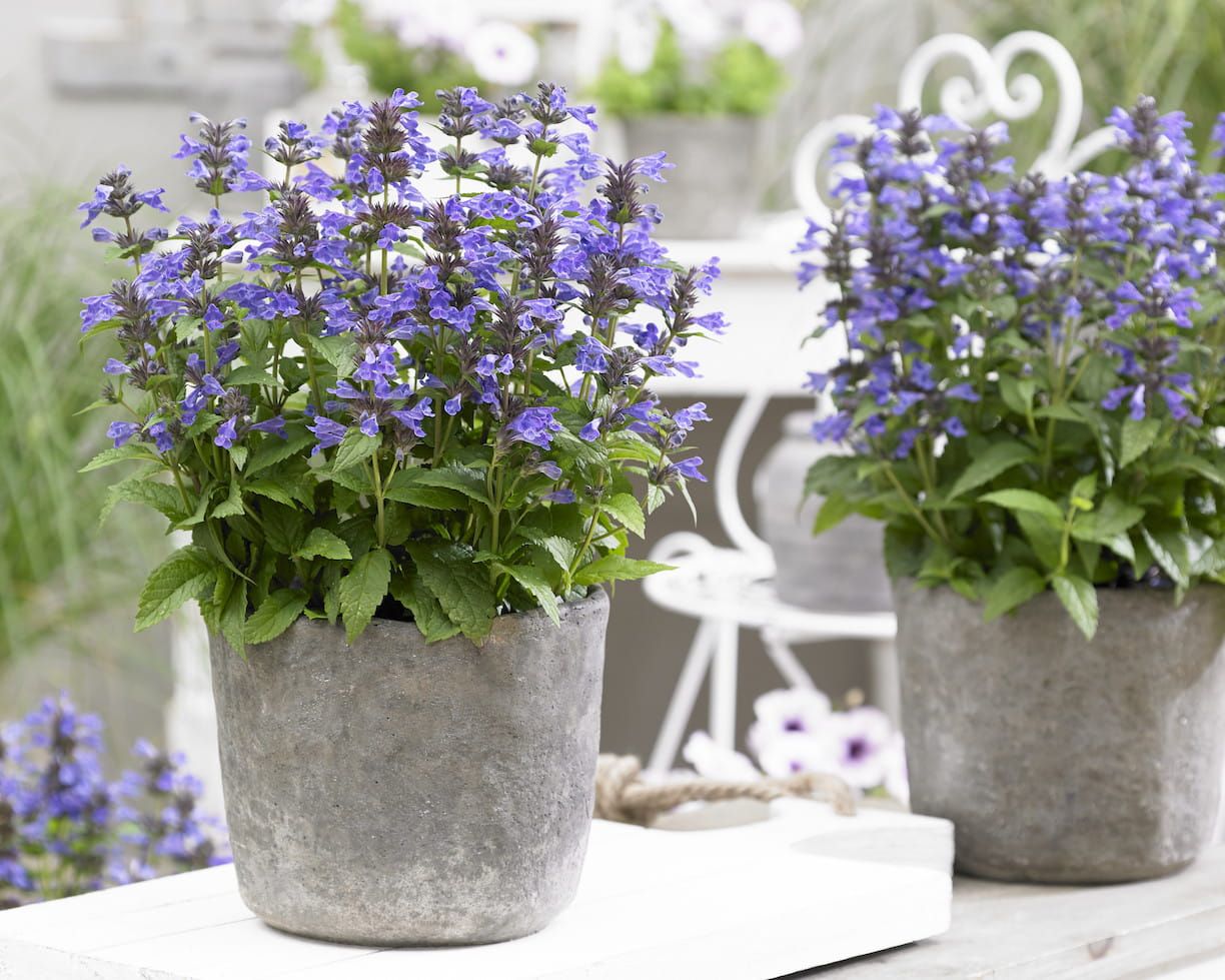 Kocimiętka &#39;Neptune&#39; Nepeta kubanica