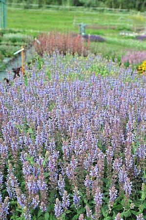 Szałwia omszona &#39;Salute Ice Blue&#39; Salvia nemorosa