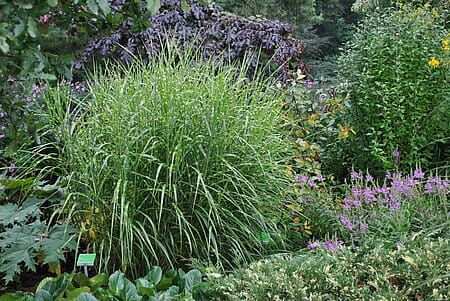 Miskant chiński &#39;Pünktchen&#39; Miscanthus sinensis