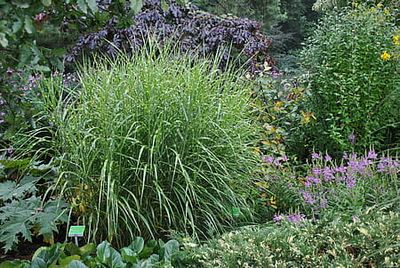 Miskant chiński &#39;Pünktchen&#39; Miscanthus sinensis
