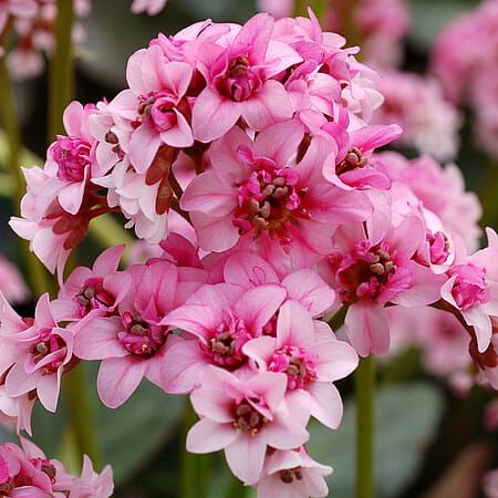 Bergenia &#39;Dragonfly™ Sakura&#39; Bergenia hybrida