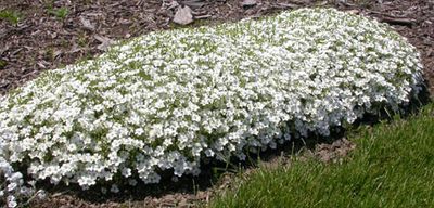 Piaskowiec &#39;Mont Blanc&#39; Arenaria montana