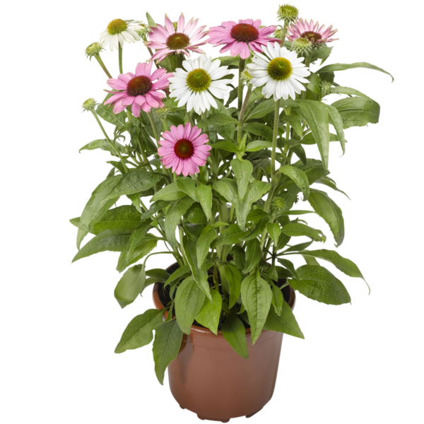 Jeżówka &#39;Cream Crush&#39; Echinacea hybrida