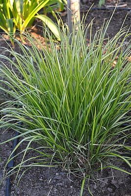 Trzciniak &#39;England&#39; Calamagrostris acutiflora