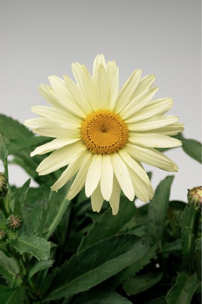 Złocień &#39;Broadway Lights&#39; Leucanthemum superbum