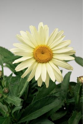 Złocień &#39;Broadway Lights&#39; Leucanthemum superbum
