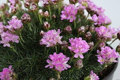 Zawciąg &#39;New Zeland Form&#39; Armeria juniperifolia