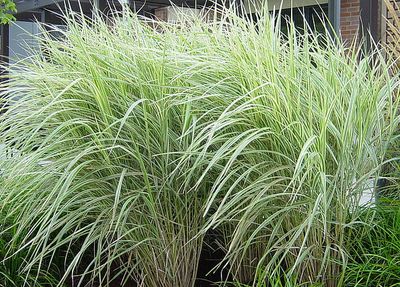 Miskant chiński &#39;Variegatus&#39; Miscanthus sinensis