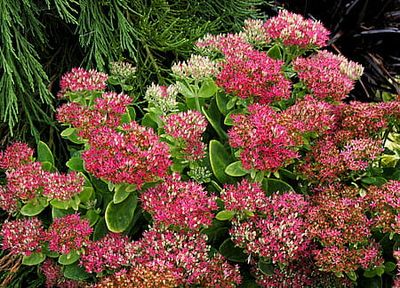 Rozchodnik &#39;Hot Stuff&#39; Sedum spectabile