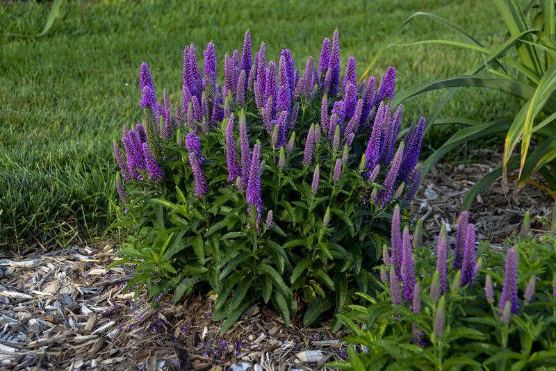 Przetacznik &#39;Magic Show® Purple Illusion&#39; Veronica spicata