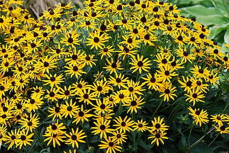 Rudbekia 'Little Goldstar'