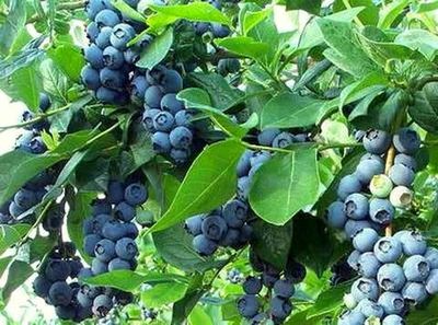 Borówka amerykańska &#39;Goldtraube&#39; Vaccinium corymbosum