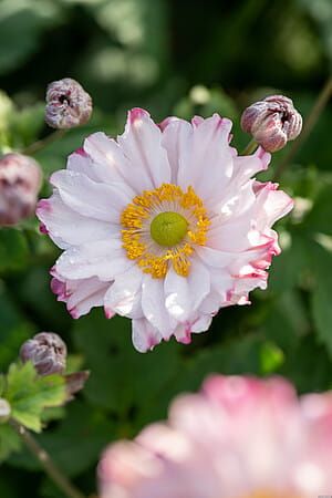 Zawilec &#39;Garden Breeze Pink Touch&#39; Anemone