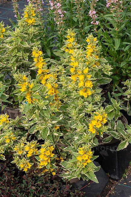 Tojeść &#39;Alexander&#39; Lysimachia punctata