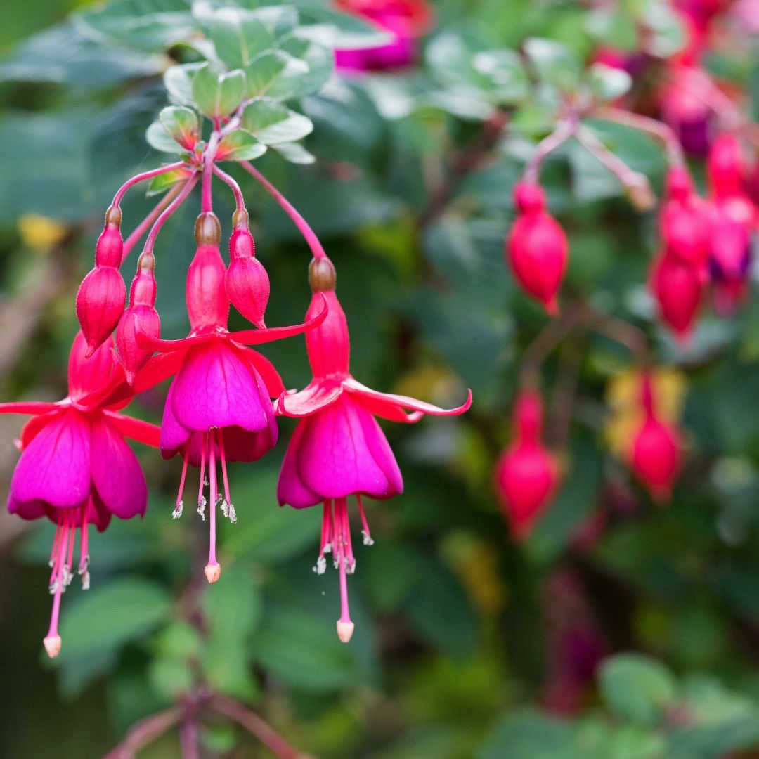 Fuksja &#39;Tom Thumb&#39; Fuchsia hybrida