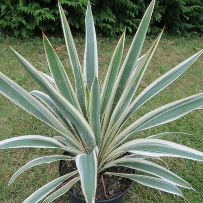 Juka &#39;Ivory Tower&#39; Yucca flaccida