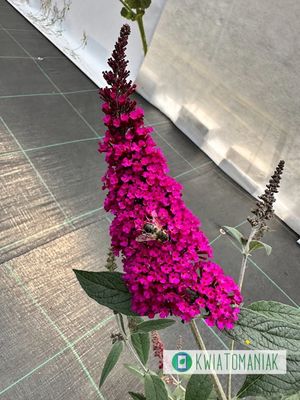 Budleja Davida &#39;Buzz Hot Raspberry&#39; Buddleja davidii