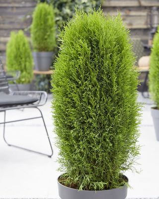 Tuja Żywotnik zachodni &#39;Totem Smaragd&#39; Thuja occidentalis