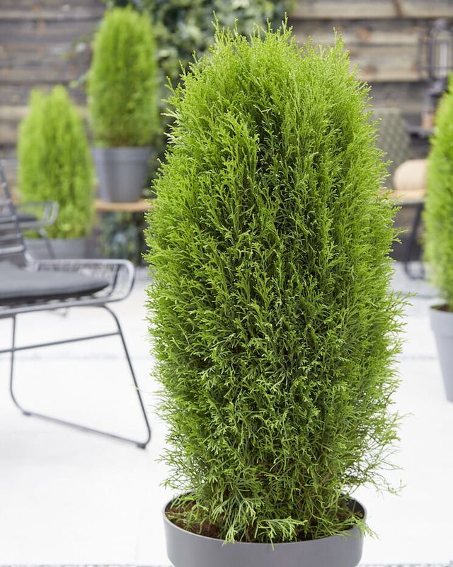 Tuja Żywotnik zachodni &#39;Totem Smaragd&#39; Thuja occidentalis
