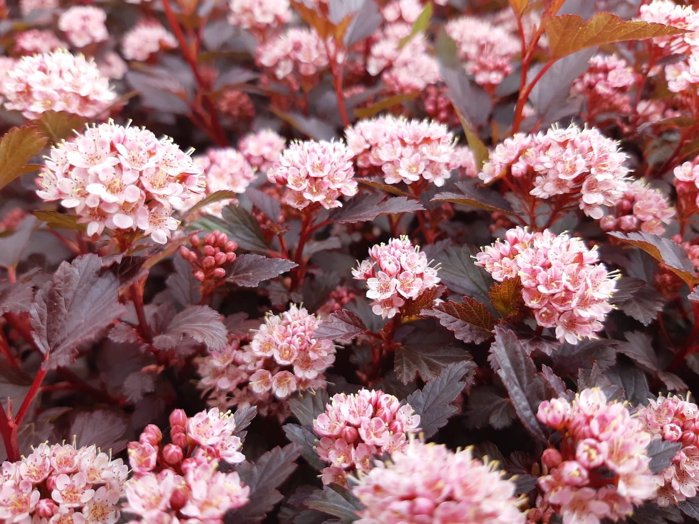 Pęcherznica kalinolistna &#39;Little Joker®&#39; Physocarpus opulifolius