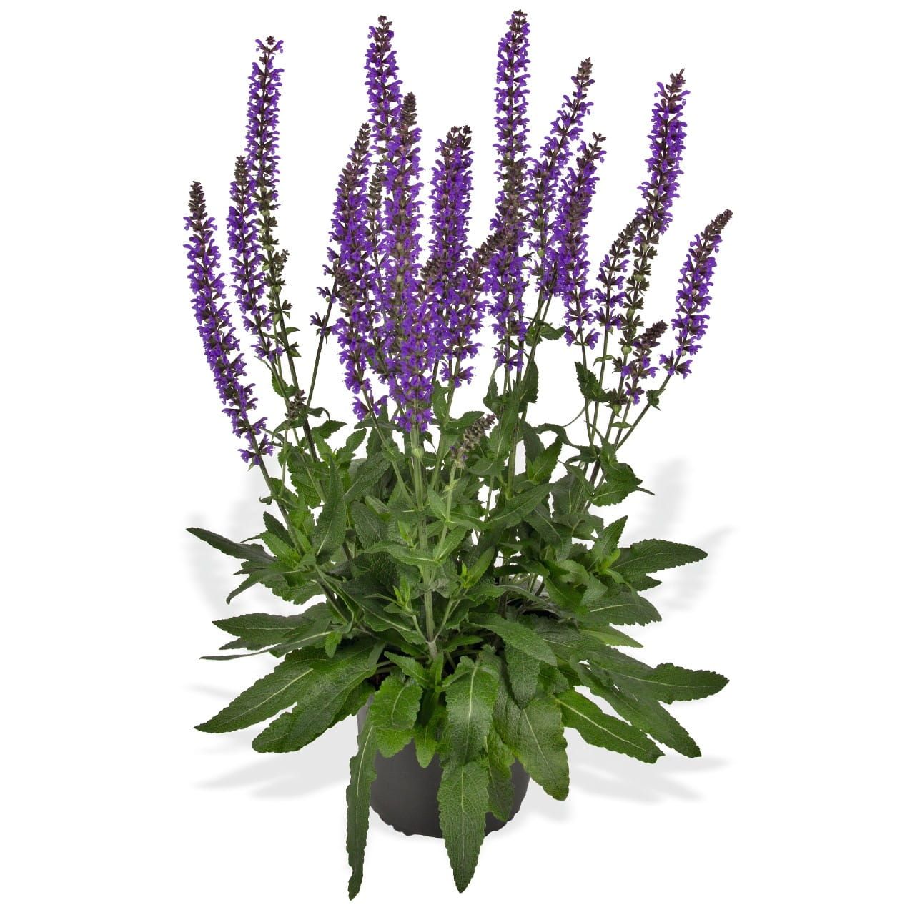 Szałwia omszona &#39;Salute Deep Blue Imp.&#39; Salvia nemorosa