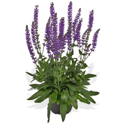 Szałwia omszona &#39;Salute Deep Blue Imp.&#39; Salvia nemorosa