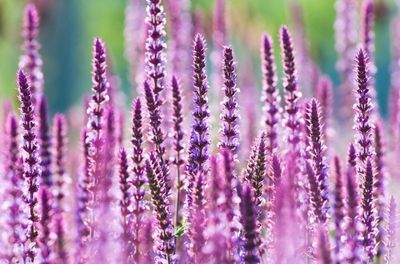 Szałwia omszona &#39;Amethyst&#39; Salvia nemorosa
