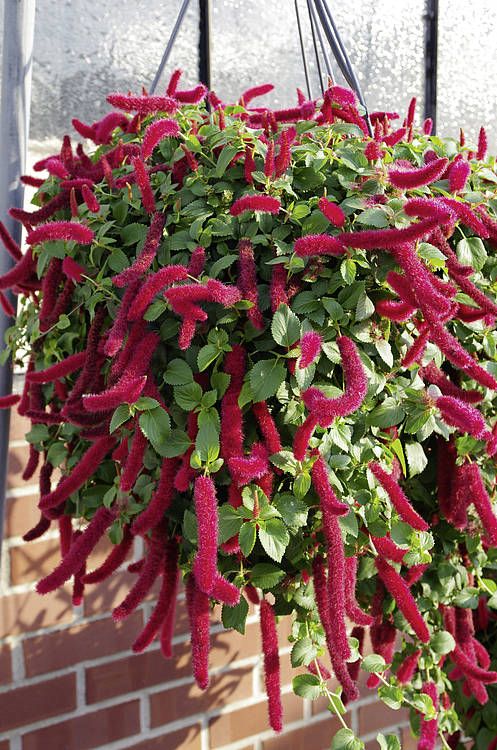 Kocie ogony &#39;Foxie&#39; Acalypha